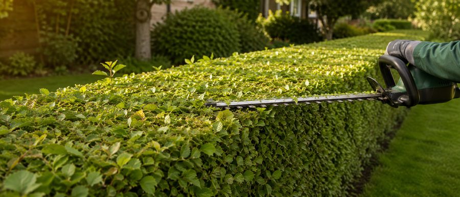 Frisch geschnittene Hecke